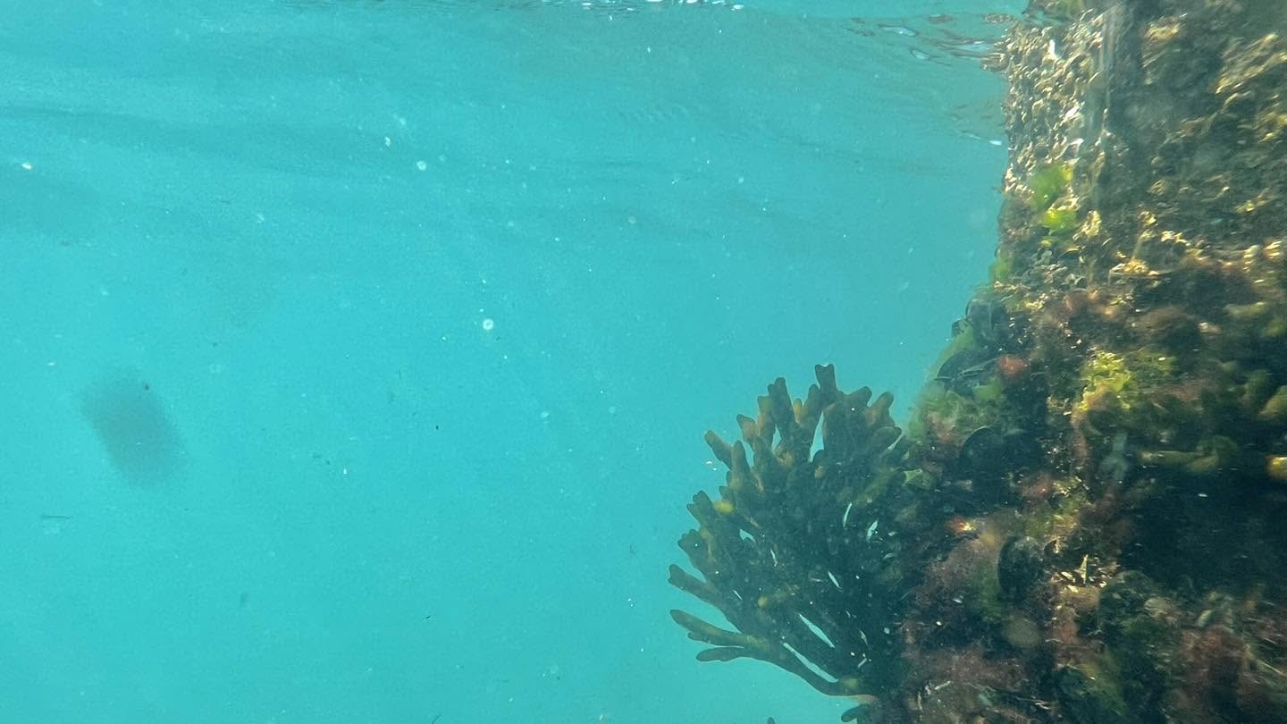 Il velluto venuto dal mare:  l''alga Codium subtomentosum